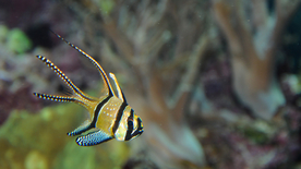 热带鱼观赏鱼海洋水族生物