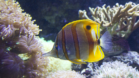 热带鱼观赏鱼海洋水族生物