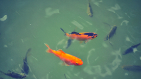热带鱼观赏鱼海洋水族生物