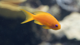 热带鱼观赏鱼海洋水族生物