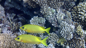 热带鱼观赏鱼海洋水族生物