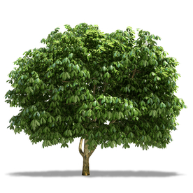 树木