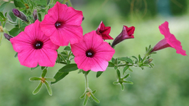 牵牛花清新唯美图片