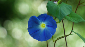 牵牛花清新唯美图片