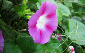 牵牛花清新唯美图片