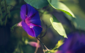 牵牛花清新唯美图片