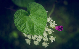 牵牛花清新唯美图片