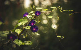 牵牛花清新唯美图片