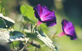 牵牛花清新唯美图片