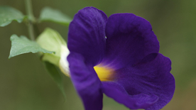 牵牛花清新唯美图片