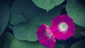 牵牛花清新唯美图片