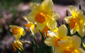 水仙花清新唯美图片