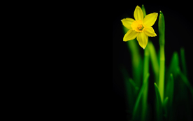 水仙花清新唯美图片