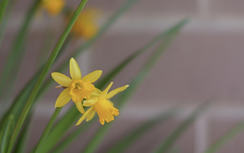 水仙花清新唯美图片