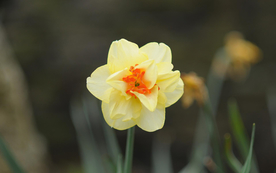 水仙花清新唯美图片