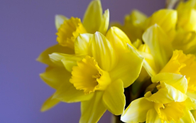 水仙花清新唯美图片