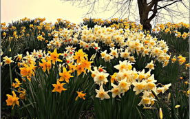 水仙花清新唯美图片