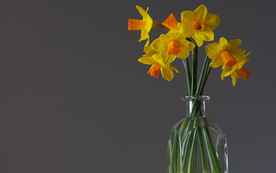 水仙花清新唯美图片