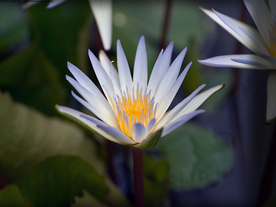水仙花清新唯美图片