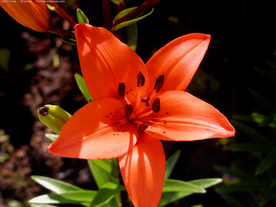 水仙花清新唯美图片