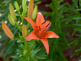水仙花清新唯美图片