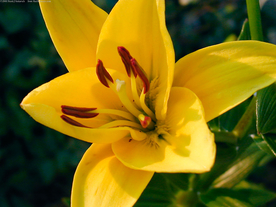 水仙花清新唯美图片