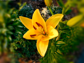 水仙花清新唯美图片