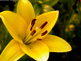 水仙花清新唯美图片