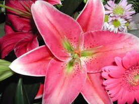 水仙花清新唯美图片