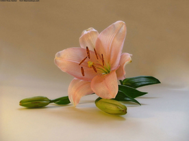 水仙花清新唯美图片