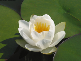 水仙花清新唯美图片