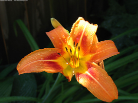 水仙花清新唯美图片