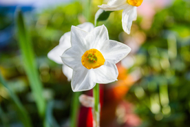 水仙花清新唯美图片