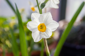 水仙花清新唯美图片