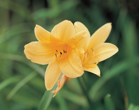 水仙花清新唯美图片