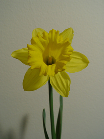 水仙花清新唯美图片