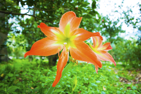 水仙花清新唯美图片