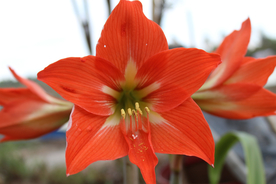 水仙花清新唯美图片