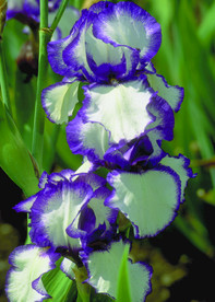 花朵 户外花朵 花卉 花草