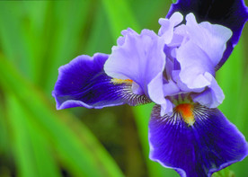 花朵 户外花朵 花卉 花草