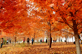 金秋红叶