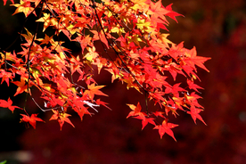 金秋红叶