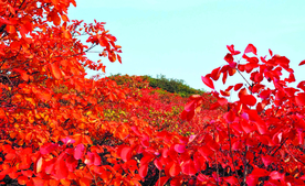 金秋红叶