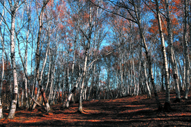 金秋白桦林