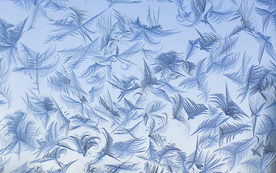 雪花冰花冰霜窗花图片