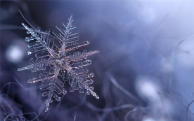 雪花冰花冰霜窗花图片