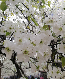 梨花   梨树