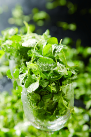 趁机而来三叶草