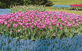 郁金香唯美图片