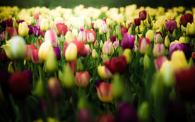 郁金香唯美图片